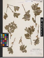 Salix bebbiana Sarg.